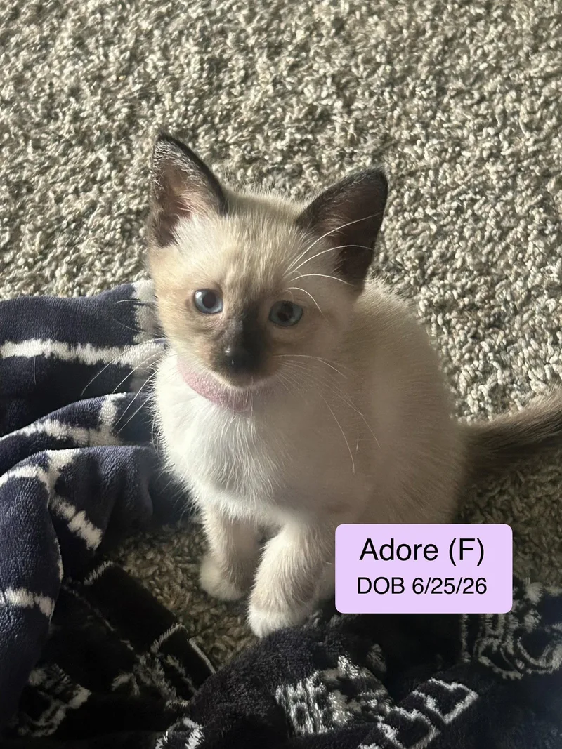 A baby medium-sized female Siamese cat named Adore for adoption in Vacaville, CA