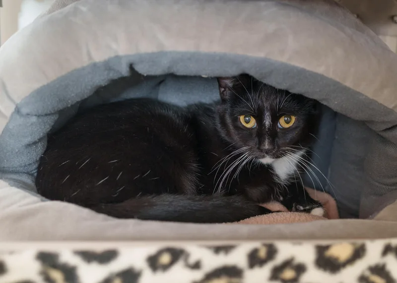 An adult medium-sized female Black Domestic Short Hair cat named Dolly for adoption in Boise, ID