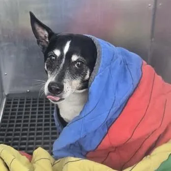 A senior medium-sized male Mixed Breed dog named McNugget for adoption in Bristol, IN