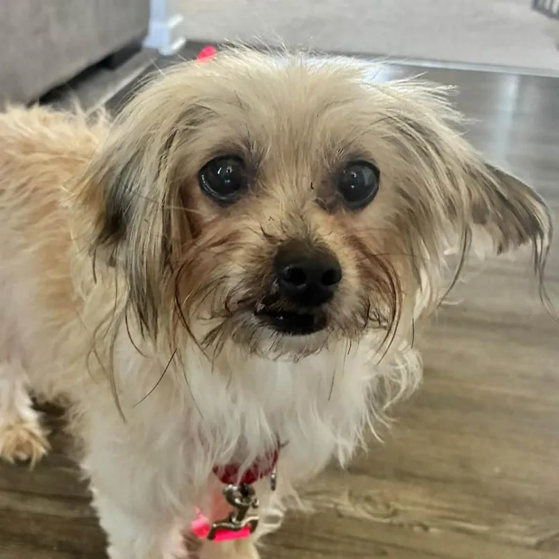 An adult small-sized female White / Cream Maltese dog named Brigid for adoption in Grafton, OH