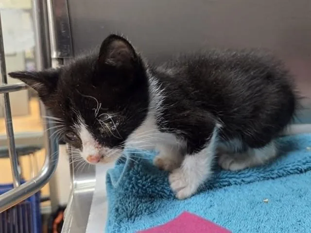 A baby small-sized male Domestic Short Hair cat named Stevie for adoption in Martinez, CA
