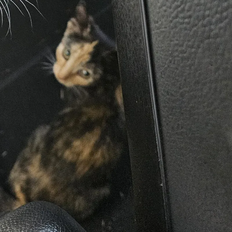 A baby small-sized female Calico Domestic Short Hair cat named Rhea for adoption in Greensboro, NC