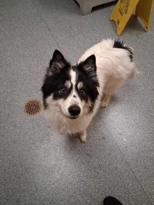 An adult medium-sized male Border Collie dog named Journey for adoption in Westland, MI