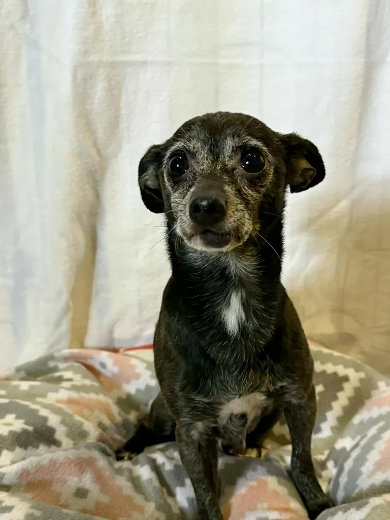 A senior small-sized male White / Cream Chihuahua dog named Kody for adoption in Port Clinton, OH