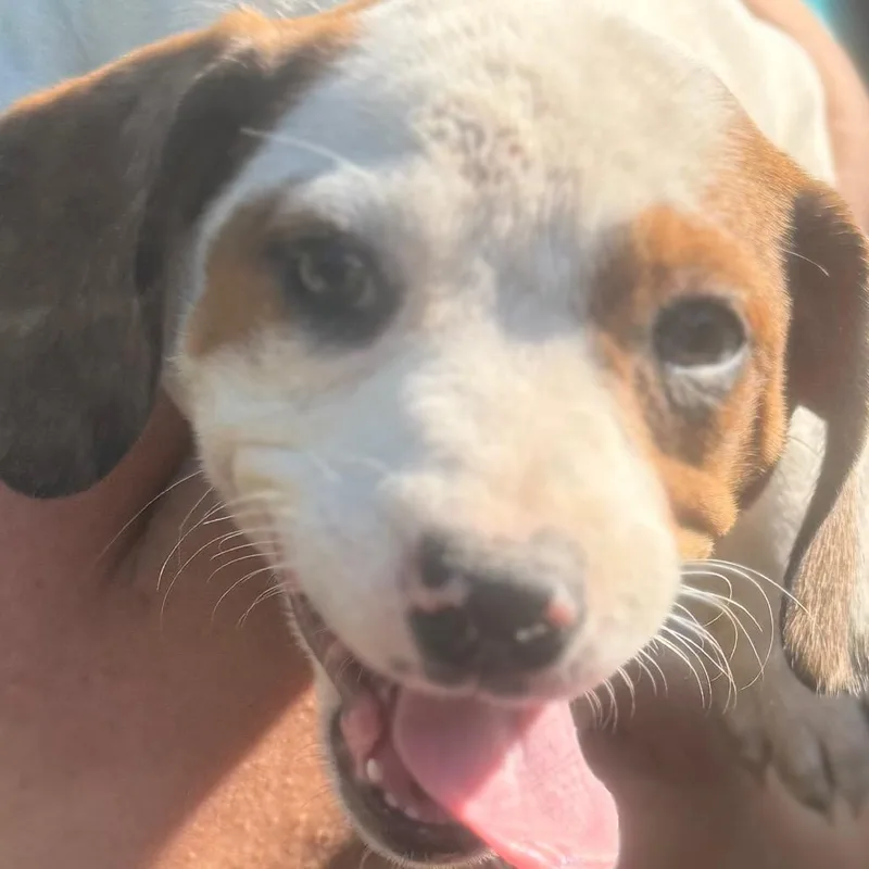 A baby medium-sized female White / Cream Mixed Breed dog named Kamila for adoption in QUINCY, FL