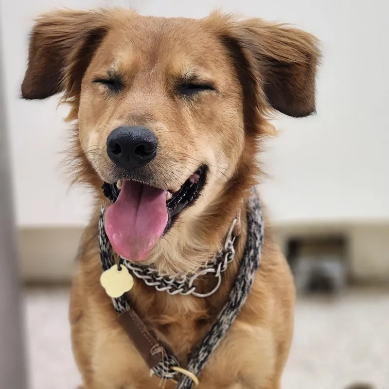 An adult medium-sized female Yellow / Tan / Blond / Fawn Mixed Breed dog named Paisley for adoption in Auburn, AL