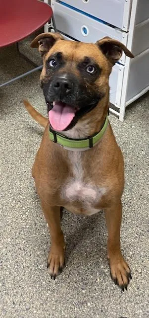 An adult large-sized male Mixed Breed dog named Vinny for adoption in Kansas City, MO