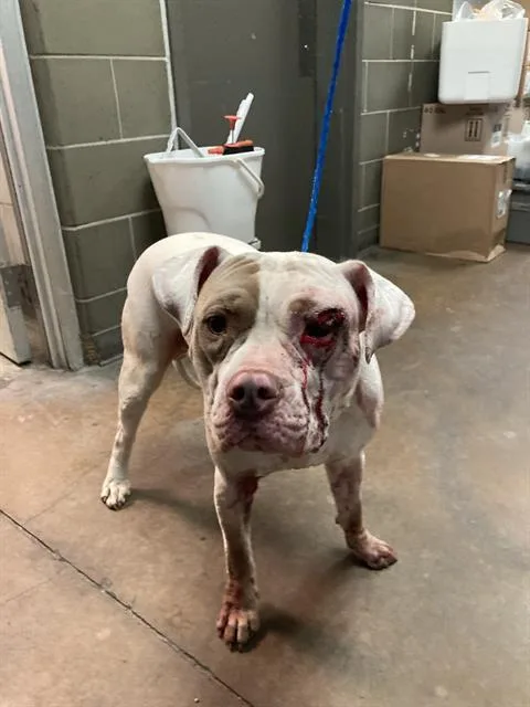 An adult medium-sized male Mixed Breed dog named Percival for adoption in Dallas, TX