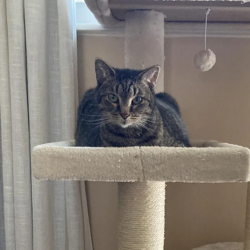 A senior large-sized female Brown / Chocolate Domestic Short Hair cat named Tammy for adoption in Washington Township, OH