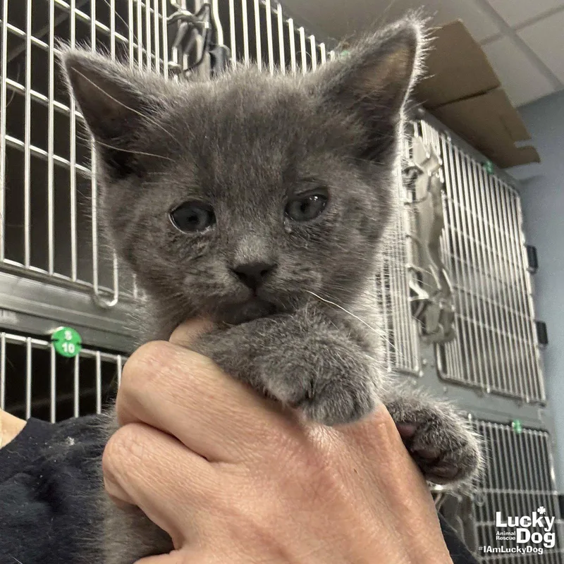 A baby medium-sized female Gray / Blue / Silver Domestic Short Hair cat named Pride for adoption in Washington, DC