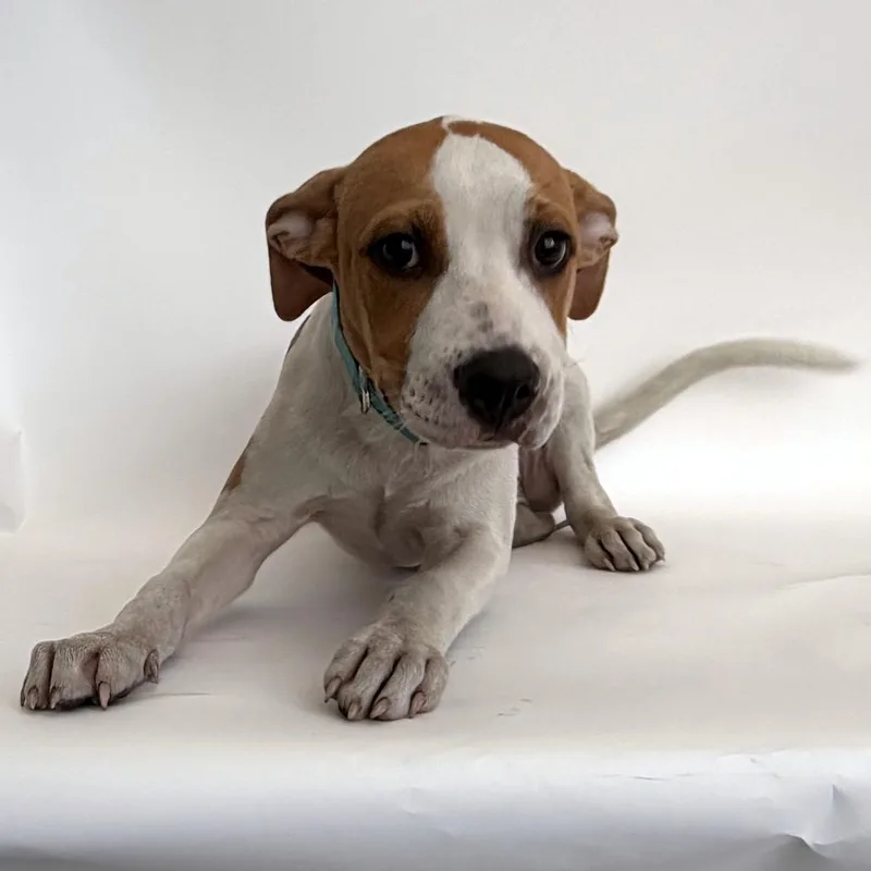 A baby small-sized male Terrier dog named Chiron for adoption in Saint Louis, MO