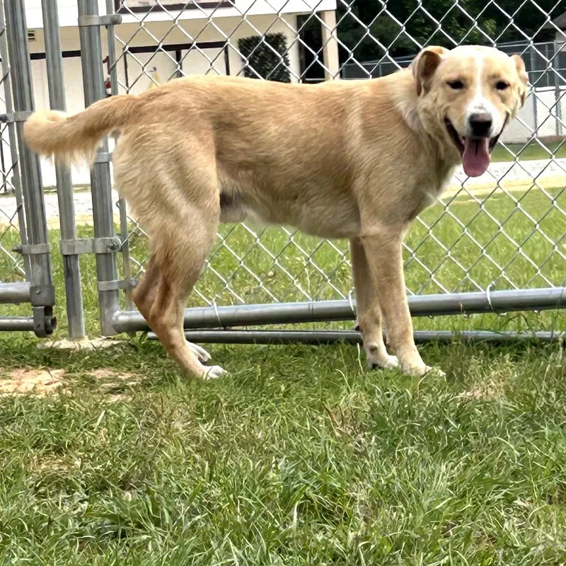 Good Boy Aka August thumbnail 2