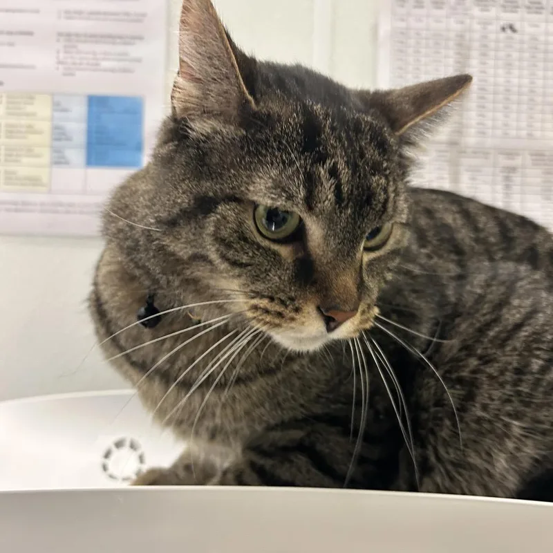 An adult large-sized male Brown / Chocolate Domestic Medium Hair cat named Loki for adoption in Park City, UT