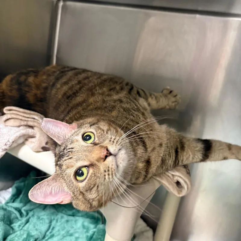 A senior extra large-sized female Brown / Chocolate Domestic Short Hair cat named Heidi for adoption in Mentor, OH