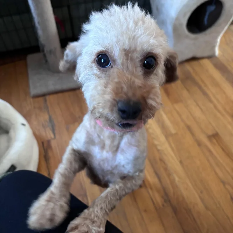 An adult small-sized female Miniature Poodle dog named Lucille for adoption in Danville, VT