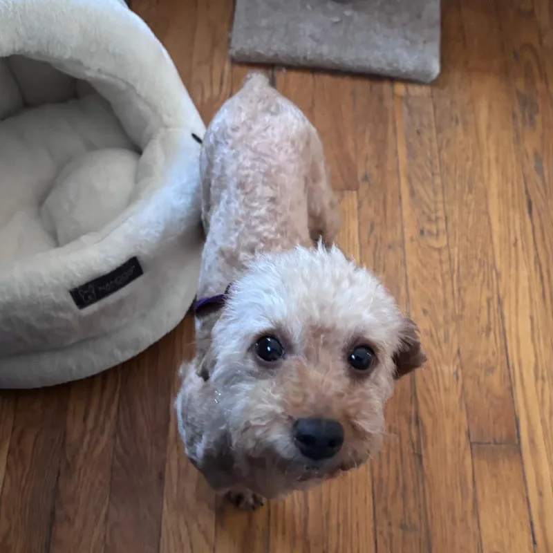 Lucille thumbnail 2