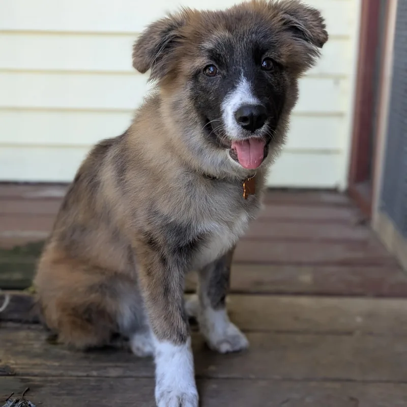 A young large-sized female Great Pyrenees dog named Coraline for adoption in Normal, IL