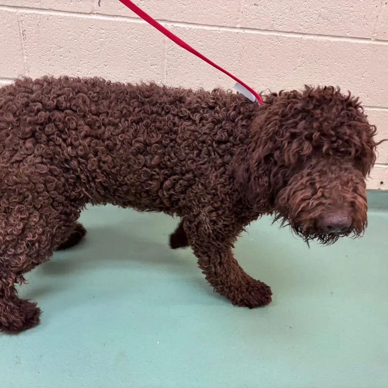 An adult medium-sized male Brown / Chocolate Mixed Breed dog named Scout for adoption in Memphis, TN