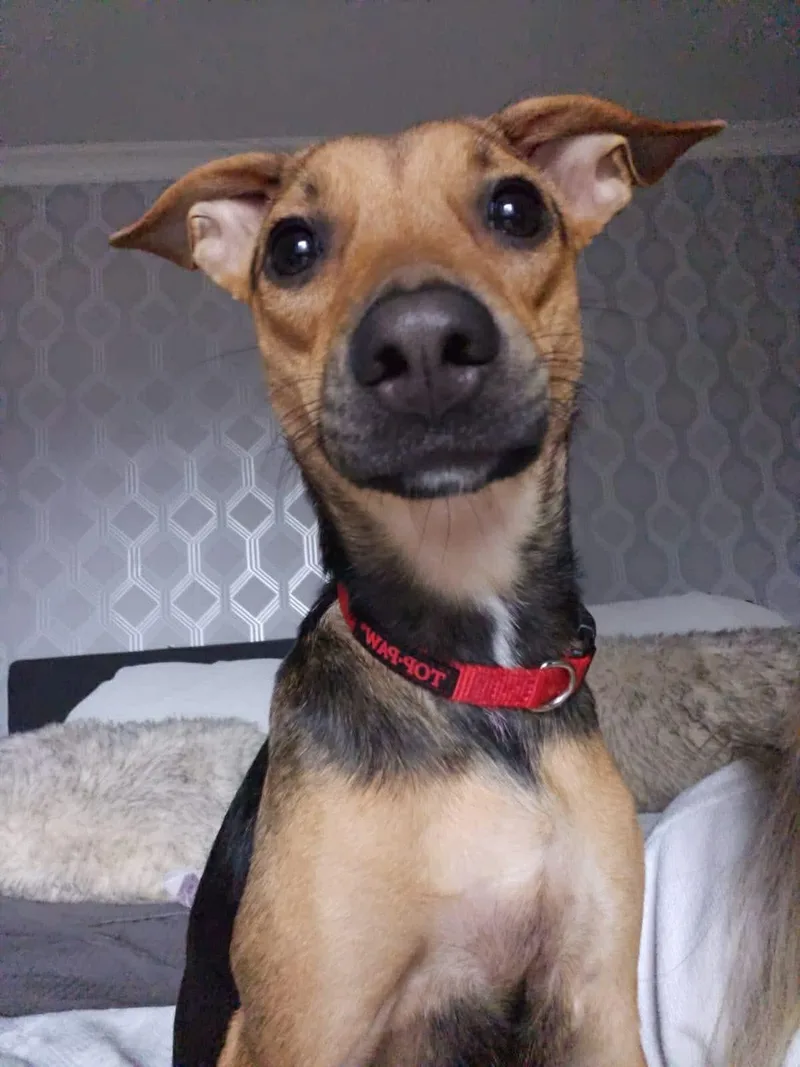 Pearletta thumbnail 2