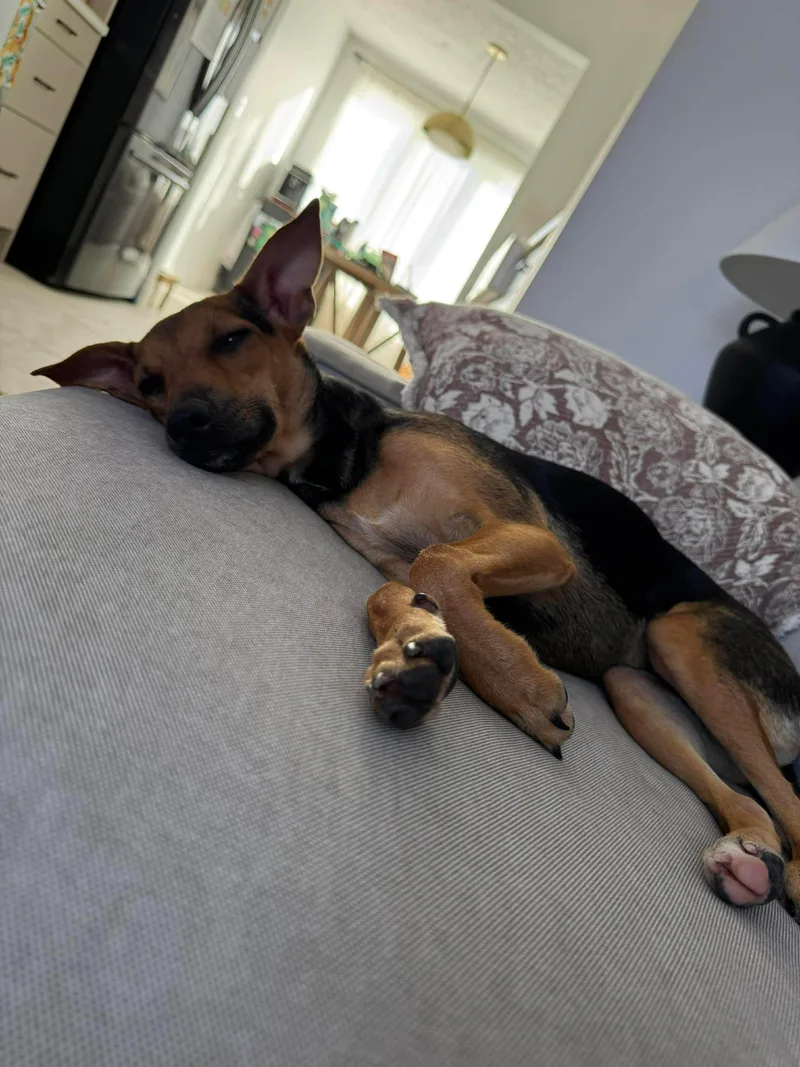 Pearletta thumbnail 3