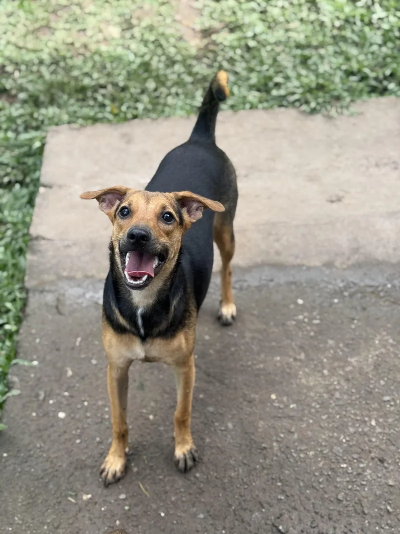 Pearletta thumbnail 4