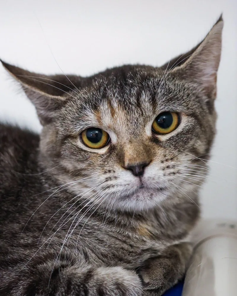 A young small-sized female Domestic Short Hair cat named Cindy Clawford for adoption in Bridgeport, CT