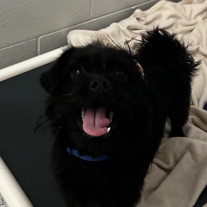 An adult small-sized male Black Brussels Griffon dog named Brussel Sprout for adoption in Fort Wayne, IN