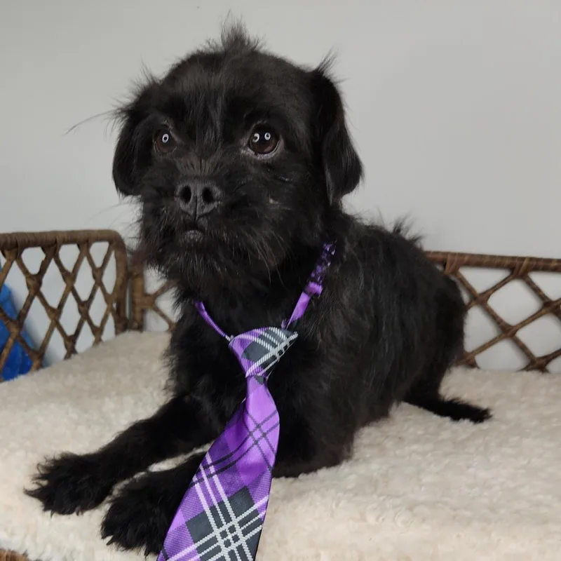 Brussel Sprout thumbnail 2