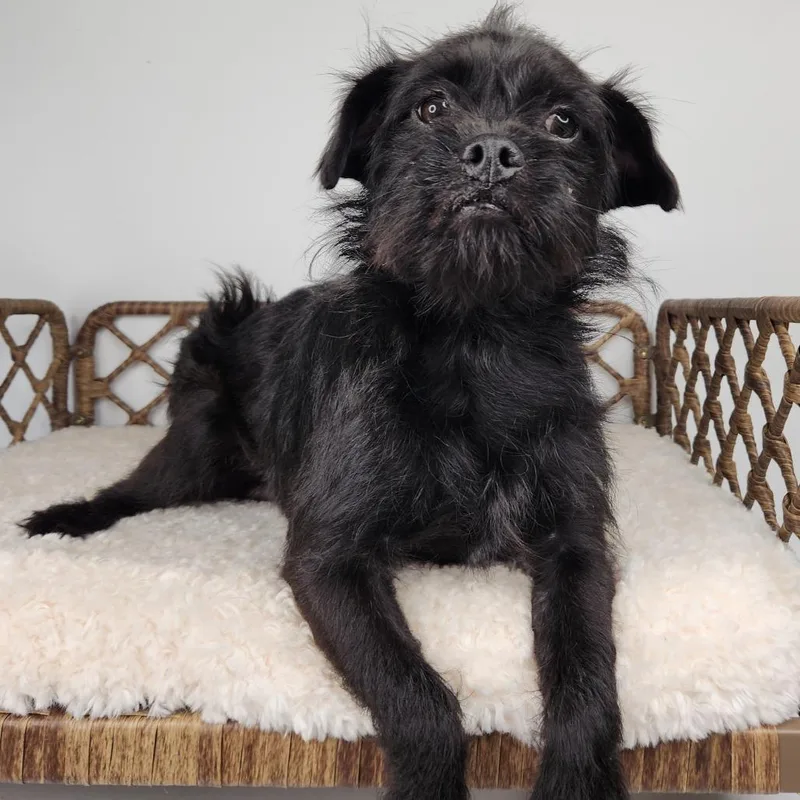 Brussel Sprout thumbnail 3