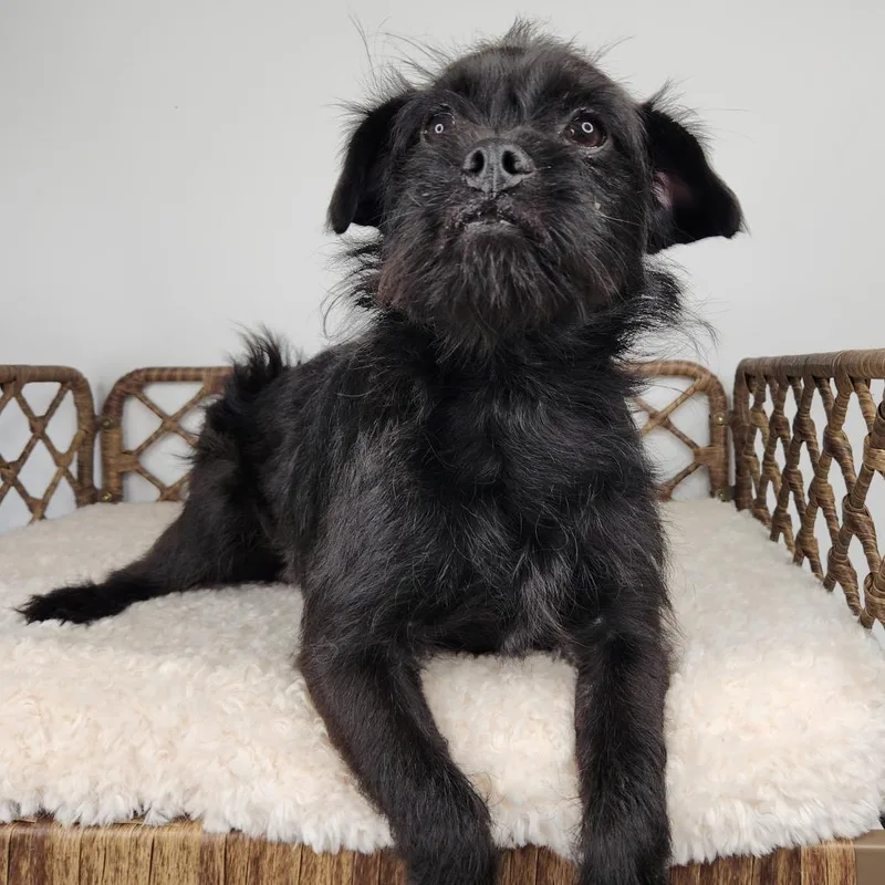 Brussel Sprout thumbnail 4