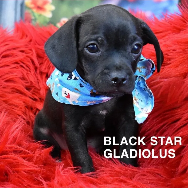 Black Star Gladiolus