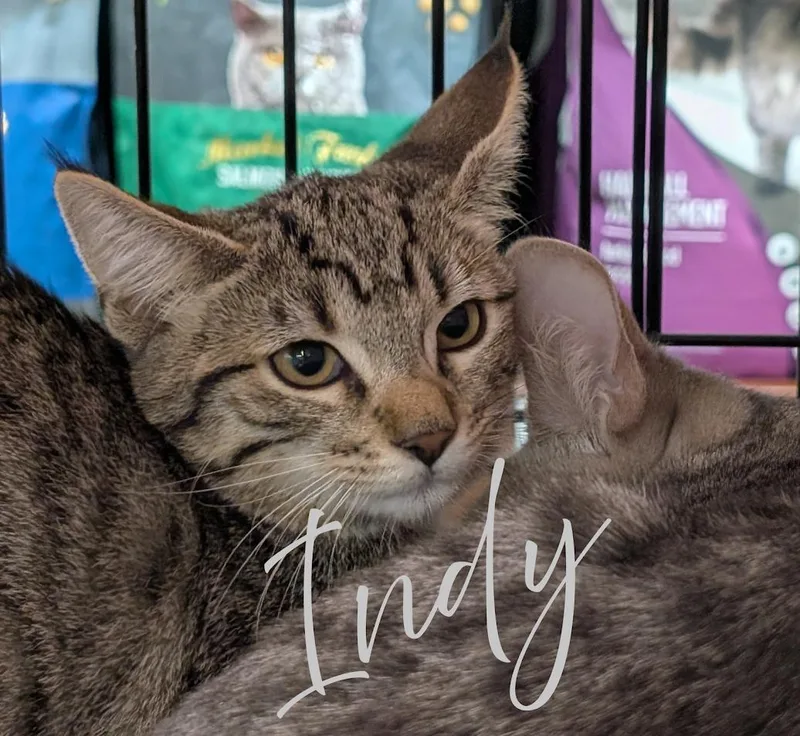 Indy