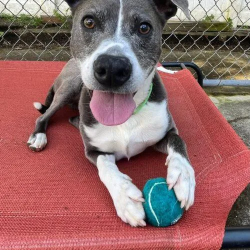 A senior medium-sized male Bicolor Terrier dog named Blue Steele for adoption in Rockaway, NJ