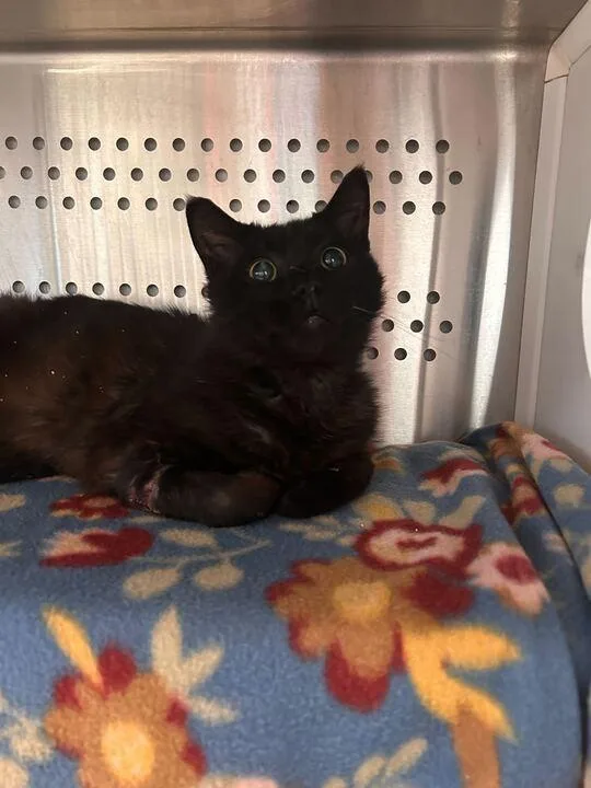 A young medium-sized male Domestic Short Hair cat named Shades for adoption in Minot, ND