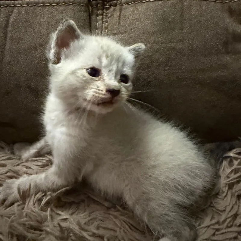 A baby small-sized male White Domestic Short Hair cat named Root Beer for adoption in Floresville, TX