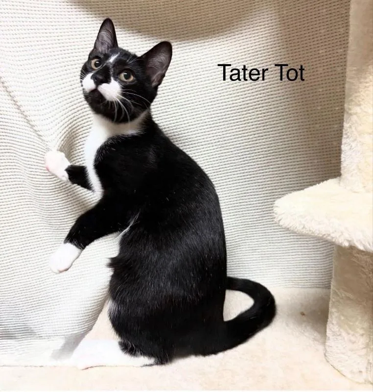 Tater Tot thumbnail 2