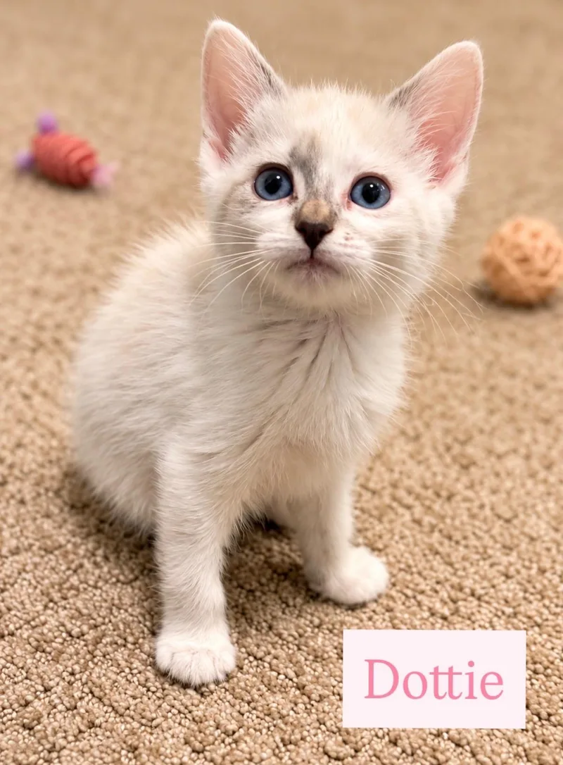 A baby medium-sized female Siamese cat named Dottie for adoption in Ephrata, WA