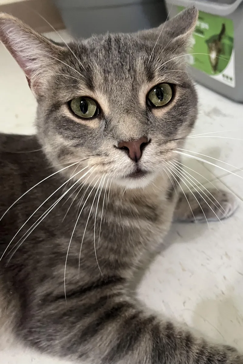 A young medium-sized male Gray & White Domestic Short Hair cat named Cloud for adoption in Moline, IL
