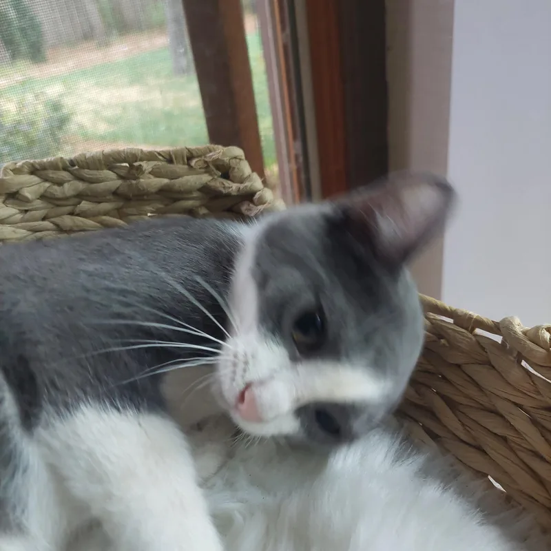 Dewey