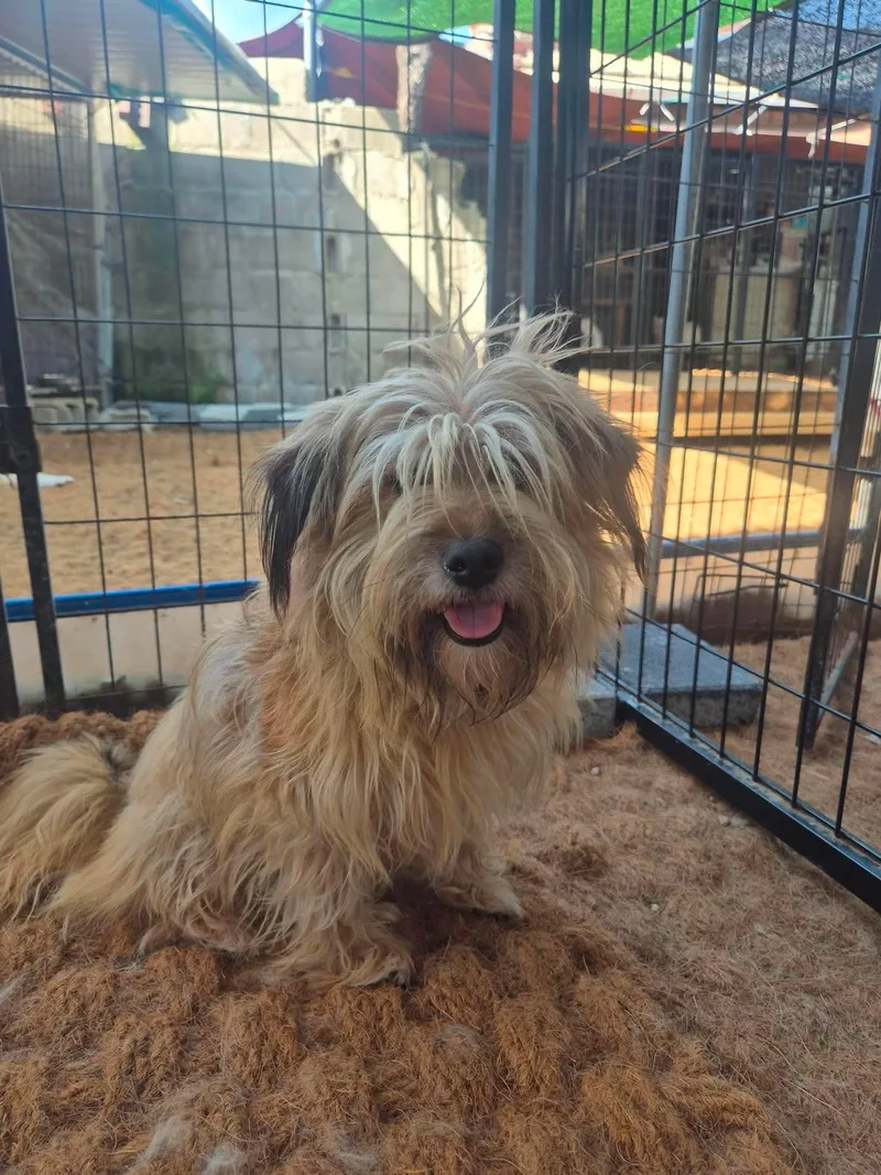A young small-sized male Tibetan Terrier dog named Sunho for adoption in Agoura Hills, CA