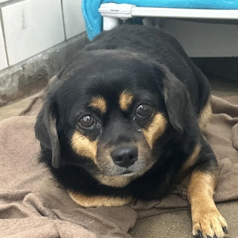 An adult small-sized female Black Chihuahua dog named Soju for adoption in Greenville, PA