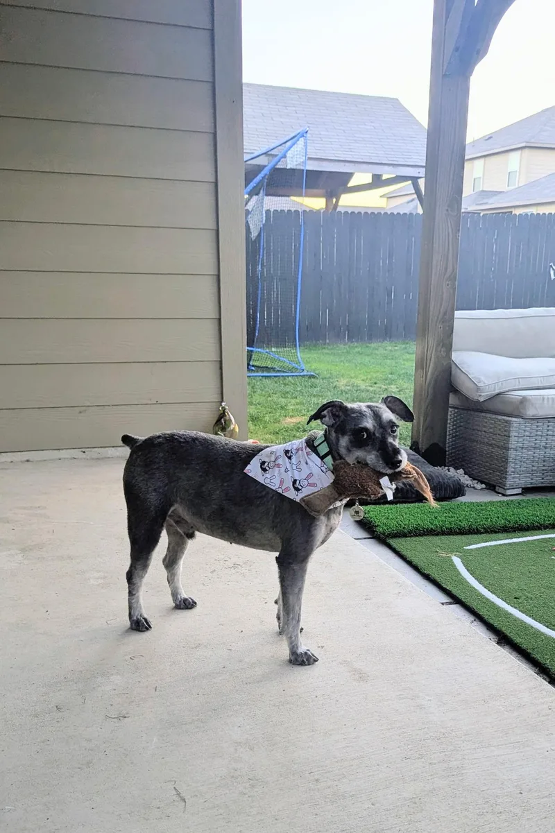 An adult medium-sized male Schnauzer dog named Finn for adoption in San Antonio, TX