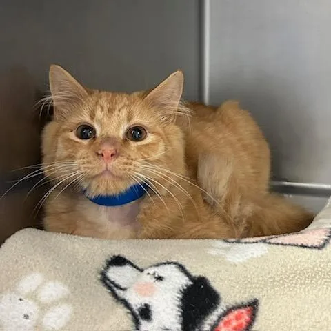 A young medium-sized male Orange / Red Domestic Medium Hair cat named Lunchable for adoption in Knoxville, TN
