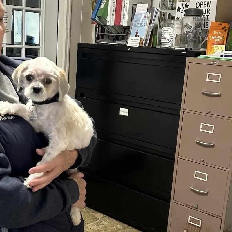 A baby small-sized female Shih Tzu dog named Reba for adoption in Oxford, MI