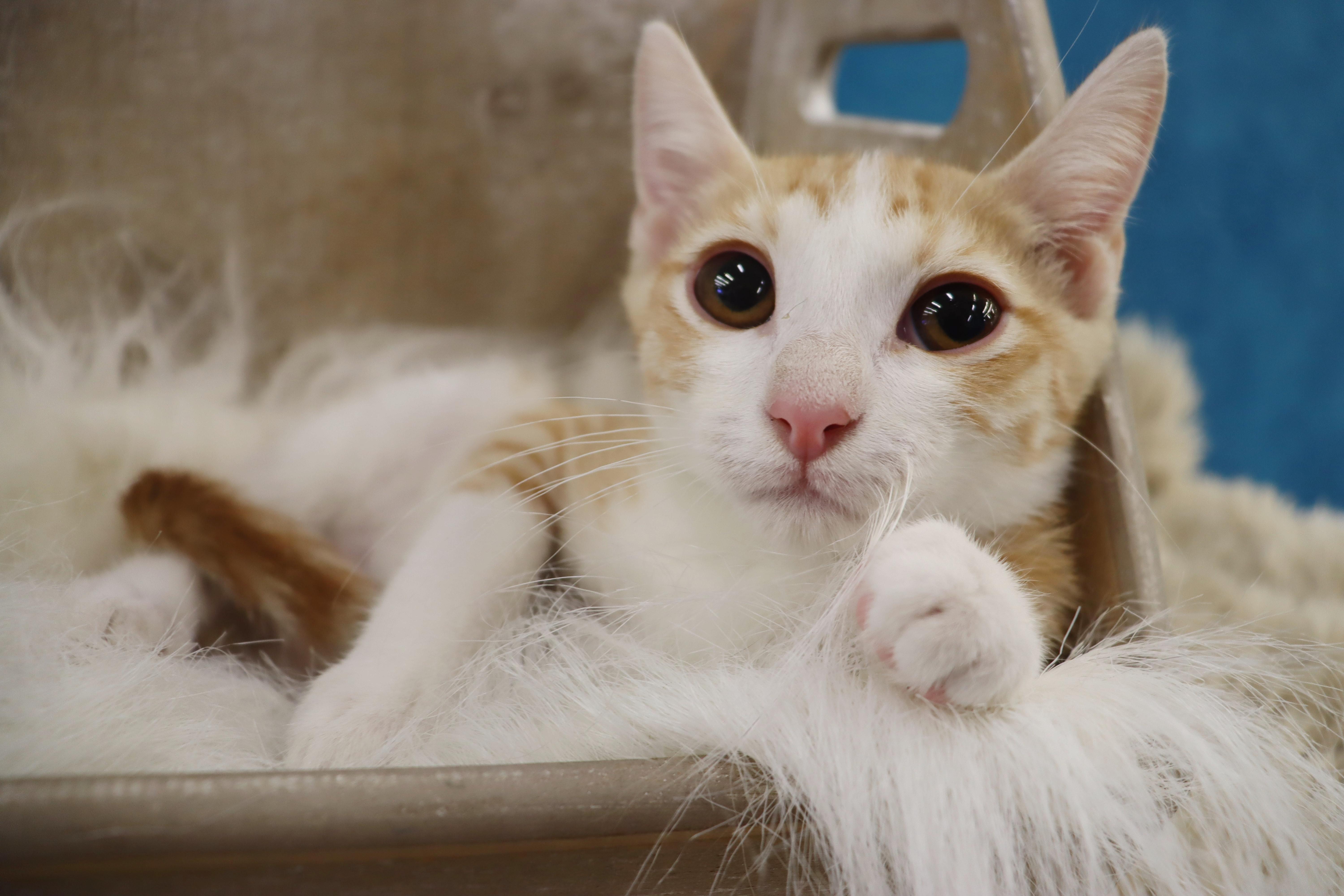 A baby large-sized male Domestic Short Hair cat named Sunny  Coming Soon for adoption in League City, TX