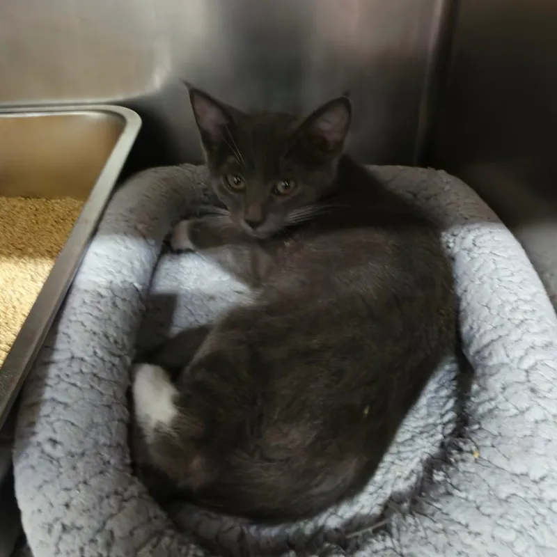 A baby small-sized male Gray / Blue / Silver Domestic Short Hair cat named Willie Nelson for adoption in Las Vegas, NV