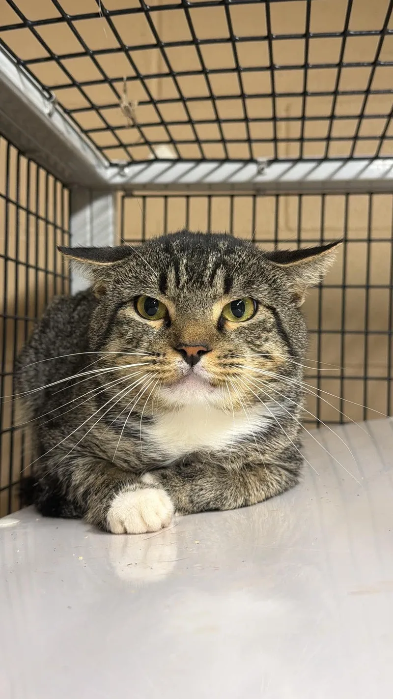 A young large-sized male Domestic Short Hair cat named Sam for adoption in Monticello, GA