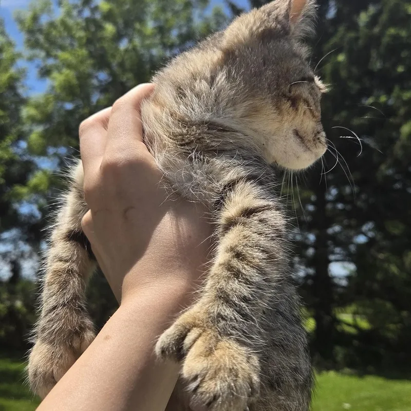 A baby medium-sized female Tabby (Gray / Blue / Silver) Tiger cat named Chanel for adoption in Muncie, IN