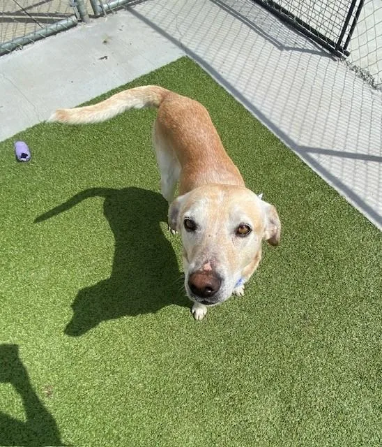 An adult large-sized male Yellow / Tan / Blond / Fawn Labrador Retriever dog named Duke for adoption in Fayetteville, AR