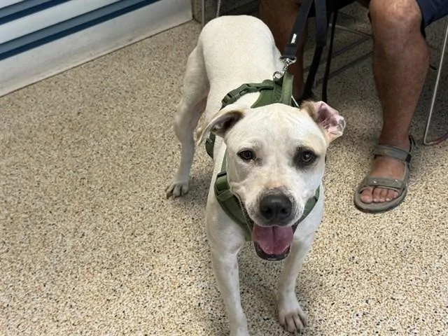 A young large-sized male Terrier dog named Bozes for adoption in Miami, FL